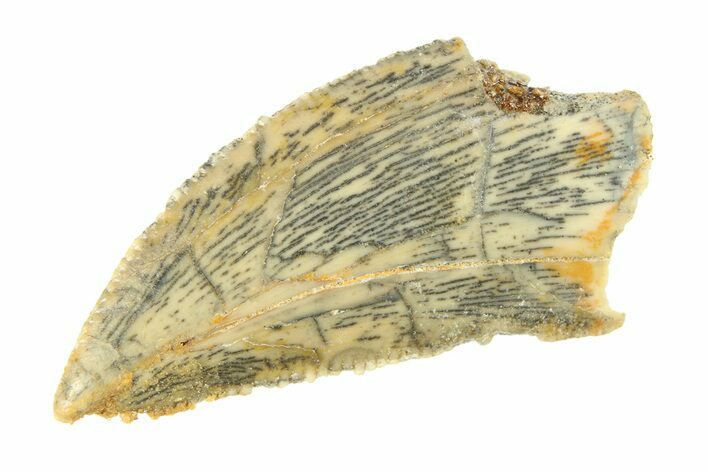 Serrated, Raptor Tooth - Real Dinosaur Tooth #295727